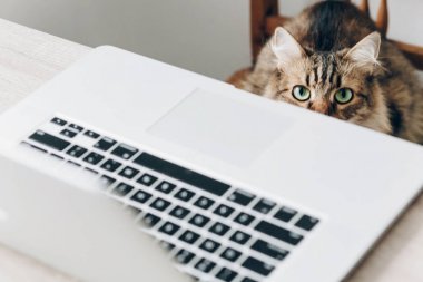 dizüstü bilgisayar ve şirin Maine Coon kedi sandalyede oturan yakın çekim