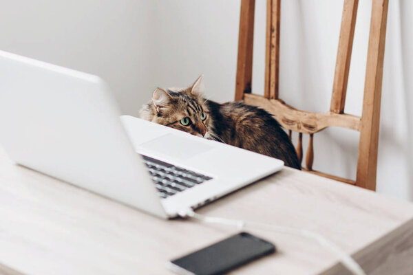 Cute Maine Coon cat sitting on wooden chair and laptop with smartphone on desk in stylish office