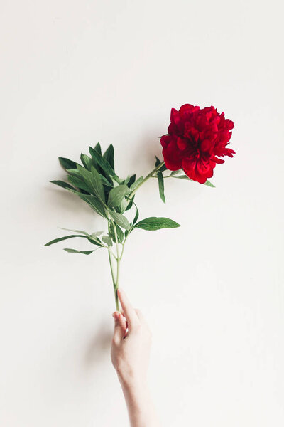 floral greeting card concept, spring stylish image. hand holding beautiful red peony on white background.