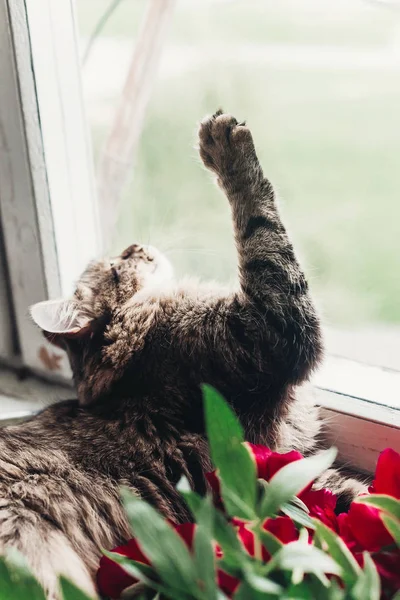 Funny Kitty Sitter Fönsterbrädan Med Vackra Röda Pioner Och Spelar — Stockfoto