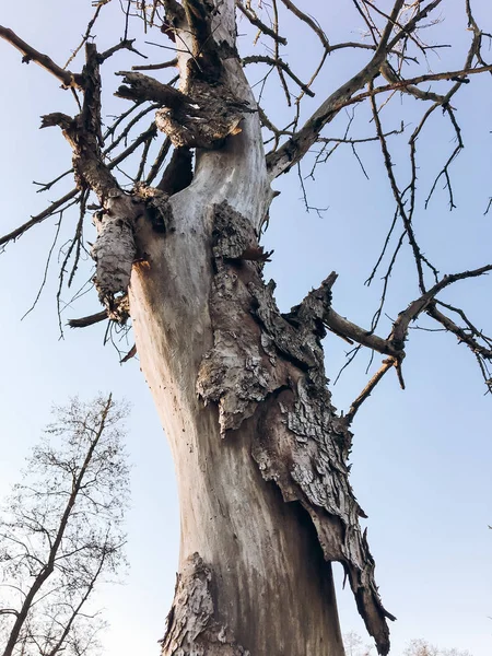 Árvore Seca Com Latido Parque Primavera Fundo Céu Azul — Fotografia de Stock