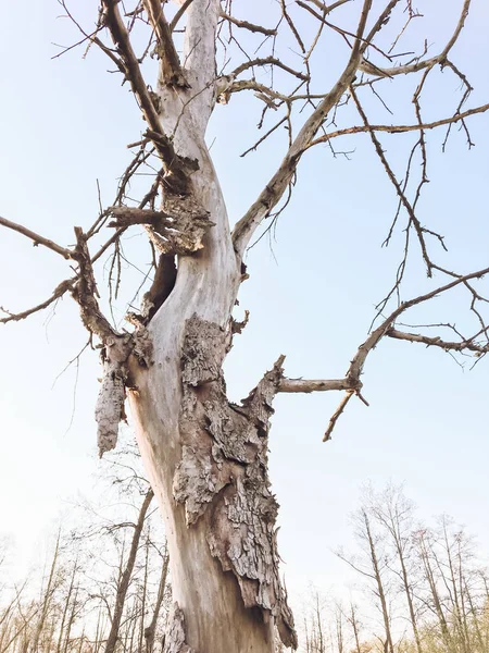 Trockener Baum Mit Rinde Park Frühling Vor Blauem Himmel — Stockfoto