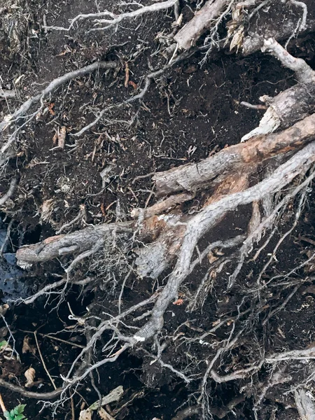 Trockene Wurzeln Mit Dunklem Boden Frühlingspark Umweltkonzept — Stockfoto