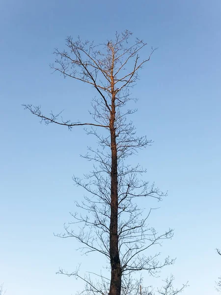 Trockener Baum Mit Rinde Park Frühling Vor Blauem Himmel — Stockfoto