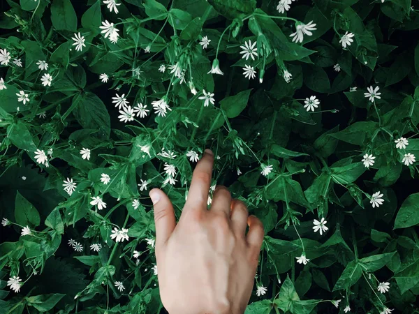 Hand Touching Green Grass White Flowers Sun Light Rays Spring — Stock Photo, Image