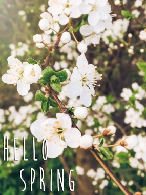 Merhaba bahar metin akşam Park günbatımı ışıkta güzel çiçek açan çiçekleri oturum. Güneş ışınları ilkbaharda dallarında ihale kiraz çiçekleri