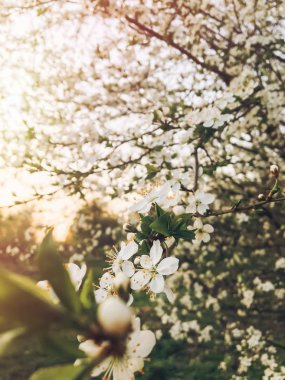Merhaba bahar çiçek resmi. güzel çiçek açan çiçekleri akşam Park günbatımı ışık. dallar kiraz çiçekler ilkbaharda ihale