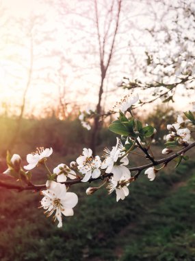 akşam Park günbatımı ışıkta güzel çiçek açan çiçekler. dallar kiraz çiçekleri ilkbaharda ihale. Merhaba bahar çiçek resim