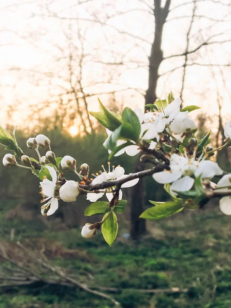 Mooie Bloeiende Bloemen Zonsondergang Licht Avond Park Inschrijving Kersenbloesem Takken — Stockfoto