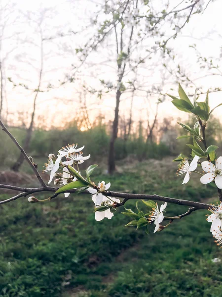 Hej Våren Blommig Bild Vackra Blommande Blommor Solnedgången Ljus Kväll — Stockfoto