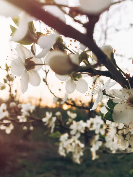 Hej Våren Blommig Bild Vackra Blommande Blommor Solnedgången Ljus Kväll — Stockfoto