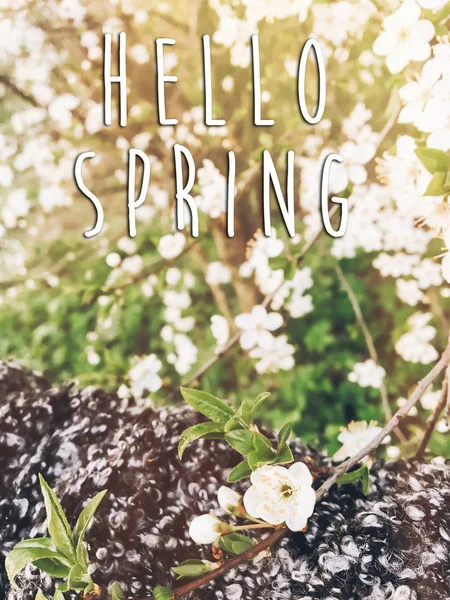 Hola Signo Texto Primavera Hermosas Flores Luz Del Atardecer Parque — Foto de Stock