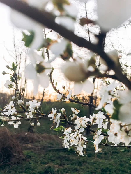 Красиві Квіти Під Час Заходу Сонця Вечірньому Парку Ніжний Цвіт — стокове фото