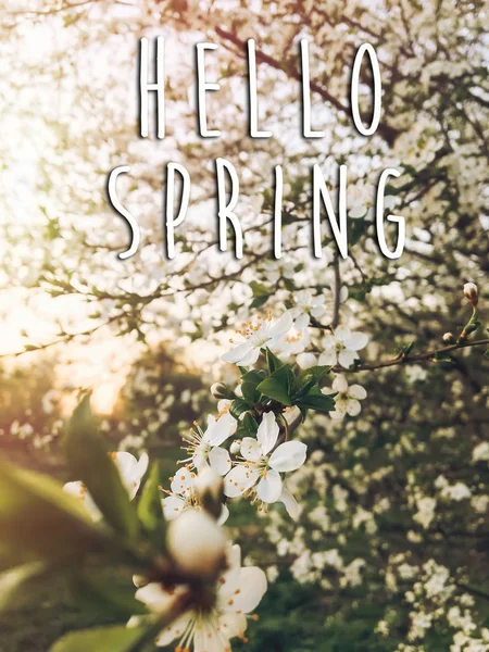 Hello Spring Text Sign Beautiful Blooming Blossoms Sunset Light Evening — Stock Photo, Image