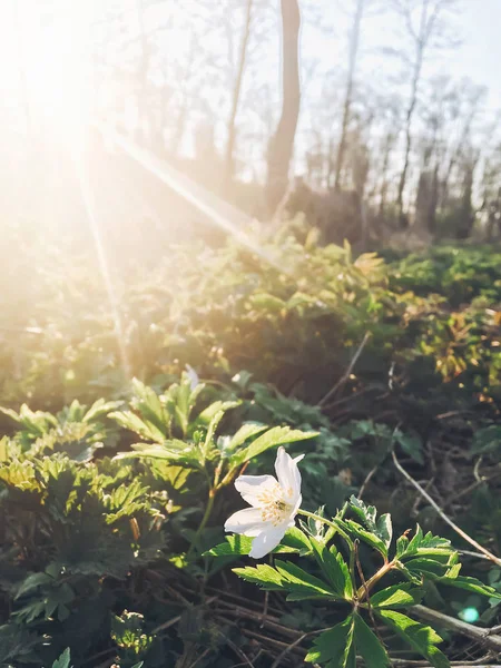 beautiful blooming anemone first spring flowers in sunset light in evening park. tender  blossoms in springtime in sun rays in woods. hello spring floral picture