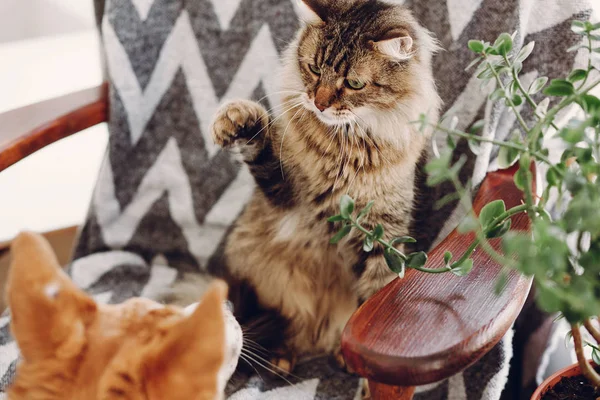 Niedliche Katze Und Hund Spielen Stilvollen Raum Maine Coon Und — Stockfoto