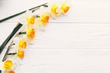 Beyaz ahşap zemin üzerinde güzel taze nergis görünümü top. Merhaba bahar görüntü metin, düz için yer ile rustik ahşap üzerine parlak sarı çiçek ile yatıyordu. çiçek tebrik kartı
