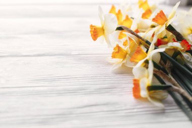 güzel taze nergis ışık Beyaz ahşap zemin üzerinde görünümü top. Merhaba bahar metin için yer ile rustik ahşap üzerine parlak sarı çiçek görüntüsüyle. çiçek tebrik kartı