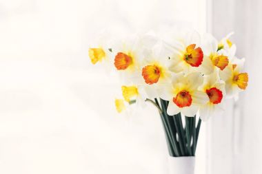 güzel taze nergis ışık şık modern cam aranjman beyaz tahta masada. Merhaba bahar görüntü penceresi ışıkta rustik ahşap üzerine parlak sarı çiçek ile. çiçek tebrik kartı
