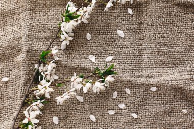 ahşap zemin düz üzerine rustik kumaş üzerine beyaz çiçekli güzel taze kiraz dallar yatıyordu. Merhaba bahar görüntü, metin için yer. çiçeklenme ilkbahar. kırsal yaşam kavramı