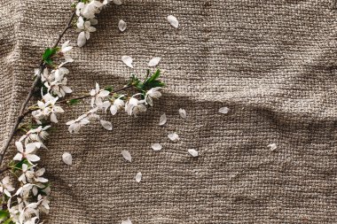 ahşap zemin düz üzerine rustik kumaş üzerine beyaz çiçekli güzel taze kiraz dallar yatıyordu. Merhaba bahar görüntü, metin için yer. çiçeklenme ilkbahar. kırsal yaşam kavramı