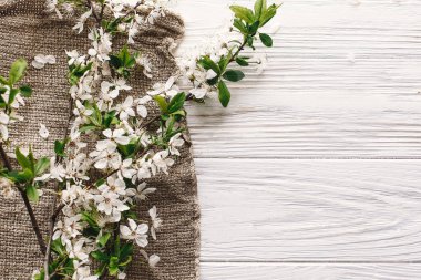 ahşap zemin düz üzerine rustik kumaş üzerine beyaz çiçekli güzel taze kiraz dallar yatıyordu. Merhaba bahar görüntü, metin için yer. çiçeklenme ilkbahar. kırsal yaşam kavramı