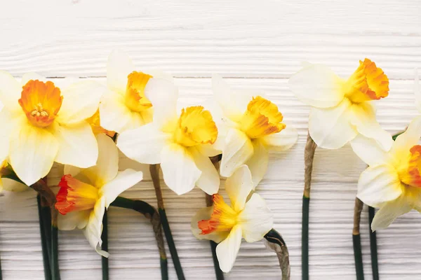 Hermosos Narcisos Frescos Sobre Fondo Madera Blanca Vista Superior Hola — Foto de Stock