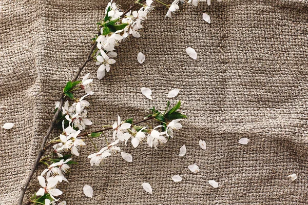 ahşap zemin düz üzerine rustik kumaş üzerine beyaz çiçekli güzel taze kiraz dallar yatıyordu. Merhaba bahar görüntü, metin için yer. çiçeklenme ilkbahar. kırsal yaşam kavramı