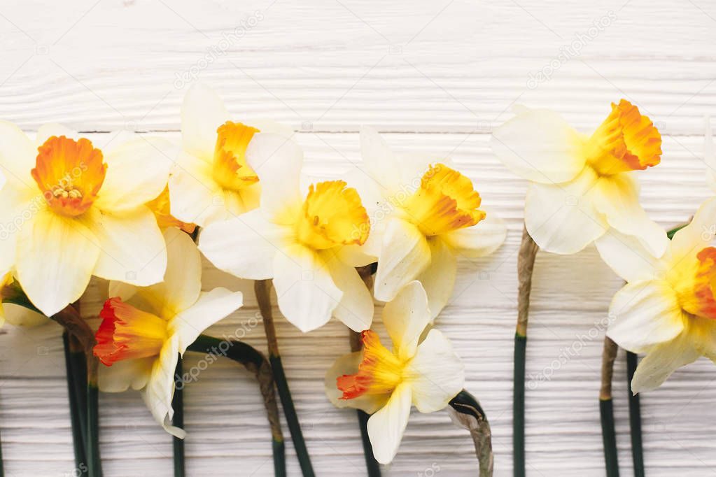 beautiful fresh daffodils on white wooden background top view. hello spring image with bright yellow flowers on rustic wood with space for text, flat lay. floral greeting card