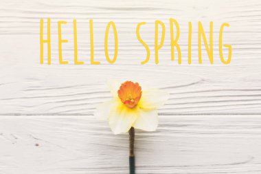 Merhaba bahar metin. Beyaz ahşap zemin üzerinde güzel taze nergis görünümü top. rustik ahşap düz parlak sarı çiçek yatıyordu. çiçek tebrik kartı