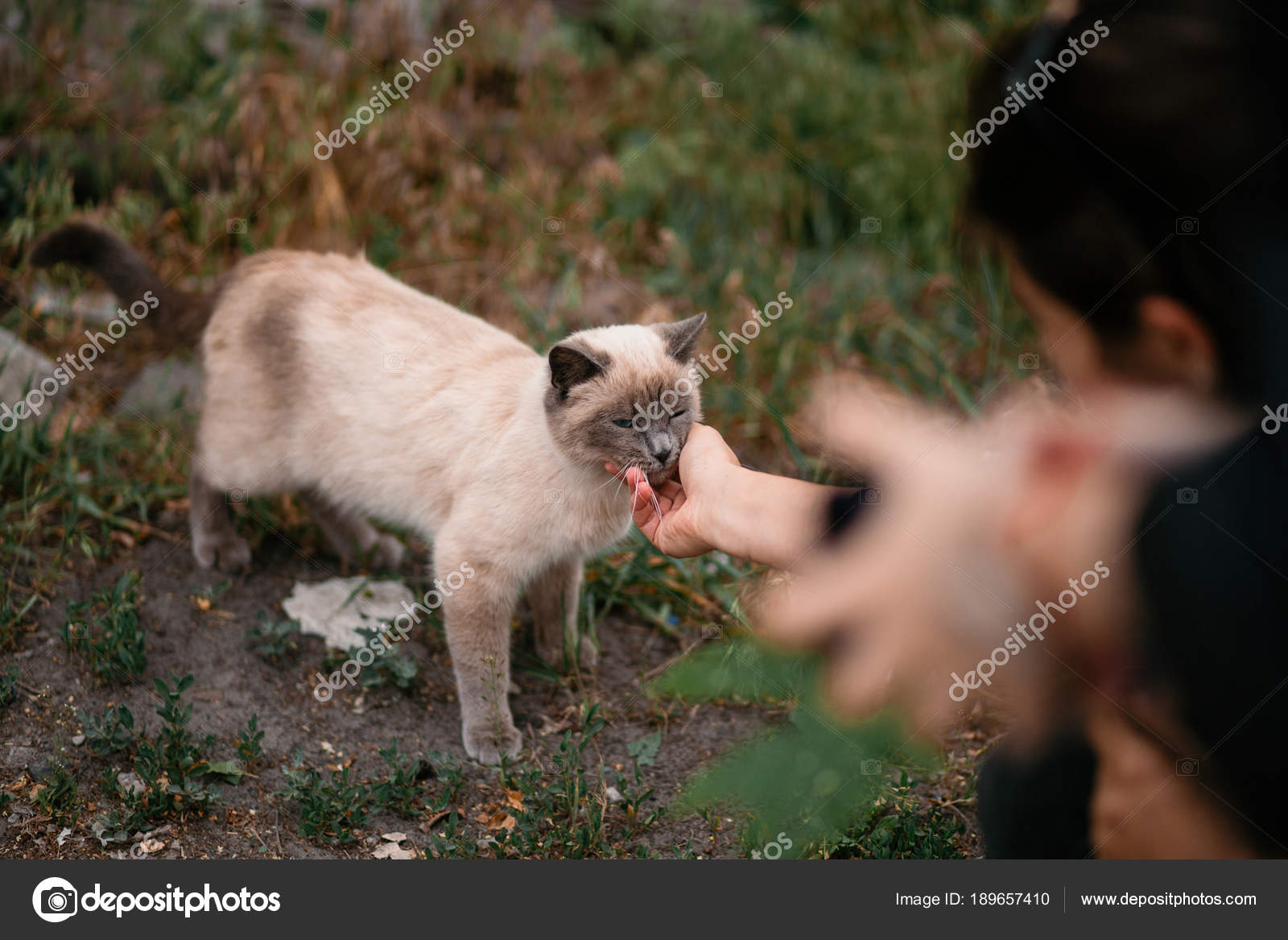 Mädchen Hand Streicheln Schöne Wildkatze Mit Blauen Augen