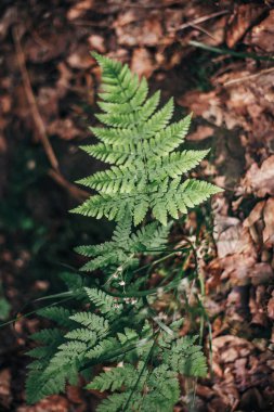 ormanda yere yakın çekim yaprak güzel fern. Fern bokeh güneşli ormanda bırakır. çevre koruma. toprak koruma. Flora dağlarda