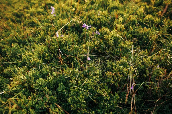 Krásné Borůvky Keře Kopcích Slunečné Hory Luční Květiny Byliny Kopci — Stock fotografie