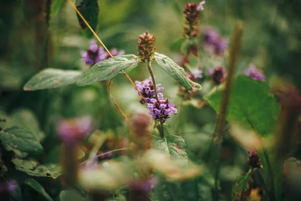 Bunga Ungu Yang Indah Dan Daun Menutup Hutan Bunga Liar — Stok Foto