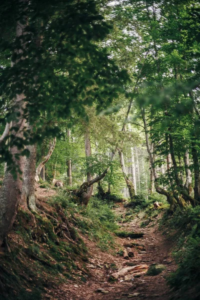 Güzel Yaşlı Ağaçlar Kökleri Moss Fern Ile Ormanda Yolda Bırakır — Stok fotoğraf