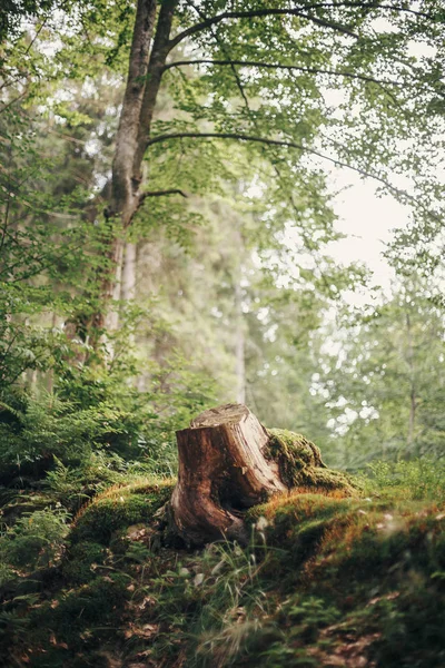 Красивый Старый Пень Корни Мхом Лесу Старое Дерево Солнечном Лесу — стоковое фото