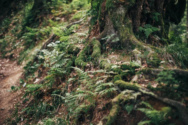 Hermosas Raíces Árboles Viejos Con Musgo Hojas Helecho Los Bosques —  Fotos de Stock