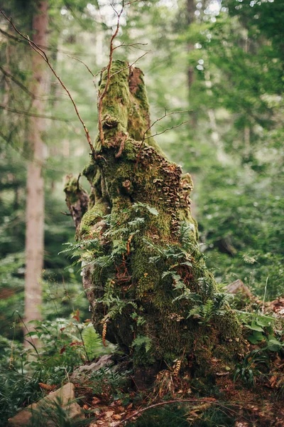 美しいシダの葉 コケの森の切り株のクローズ アップ シダの葉や日当たりの良い林で古い木 環境保護 地球の保護 山地の植物 — ストック写真