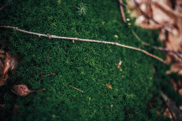 Gyönyörű Moss Felülnézet Közelről Régi Mohás Talaj Fűszernövények Moha Erdő — Stock Fotó