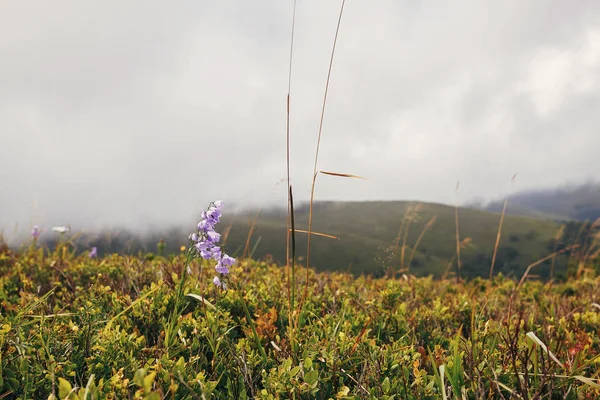 Mooie Bellflower Zonnige Bergen Wilde Bloemen Kruiden Heuvels Zonlicht Campanula — Stockfoto