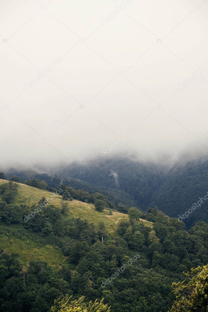 beautiful hill with trees in misty fog in mountains. vertical scenery landscape of hills in the morning light, with clouds. summer travel