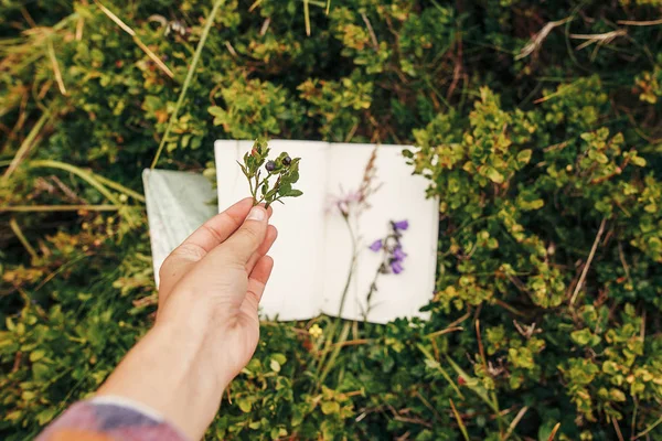 Hand Holding Blueberries Branch Background Notebook Wildflowers Sunny Mountains Grass — Stock Photo, Image