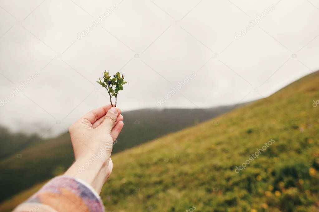 hand holding blueberries branch on background of sunny mountains and sky. travel and wanderlust concept. summer vacation. traveler picking up bilberries