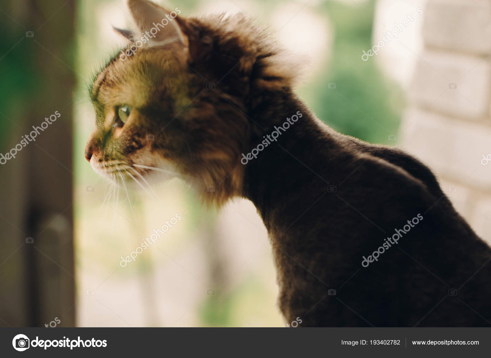 Chat Drole Avec Coupe Cheveux Apres Toilettage Regardant Lumiere Fenetre Image Libre De Droit Par Sonyachny C Chat Drole Avec Coupe Cheveux Apres Toilettage Regardant Lumiere Fenetre Image Libre De Droit Par Sonyachny C