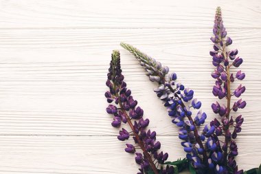 çok güzel acı bakla buket ışık, metin için yer beyaz rustik ahşap zemin üzerinde. mor çiçekler üstten görünüm. çiçek tebrik kartı. bahar görüntü düz yatıyordu