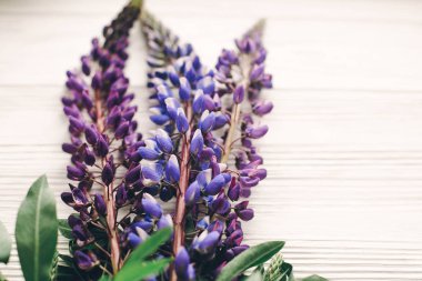 çok güzel acı bakla buket ışık, metin için yer beyaz rustik ahşap zemin üzerinde. mor çiçekler üstten görünüm. çiçek tebrik kartı. bahar görüntü. otlar toplama