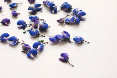 ışık, metin için yer beyaz rustik ahşap zemin üzerinde güzel acı bakla yaprakları.