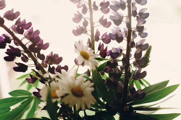 Indah Lupine Dan Chamomile Buket Cahaya Pedesaan Putih Jendela Kayu — Stok Foto