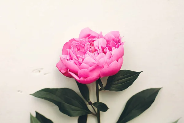 Bella Peonia Rosa Sfondo Legno Bianco Rustico Biglietto Auguri Floreale — Foto Stock