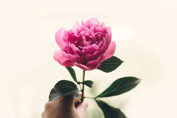 Mano Tenendo Bella Peonia Rosa Rustico Vecchia Finestra Legno Bianco — Foto Stock